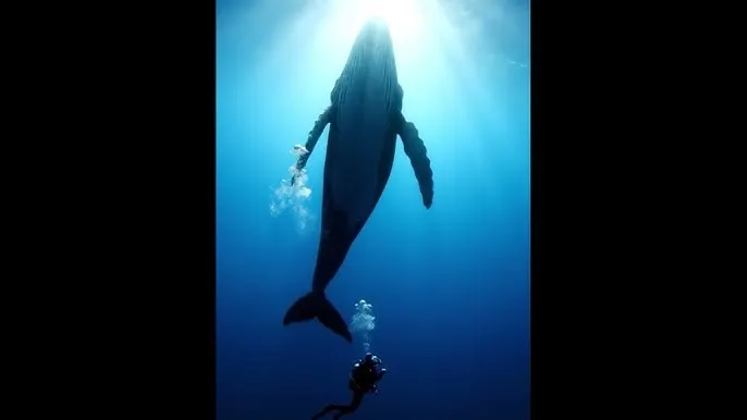 haijiao.com - 深蓝星球：探索海洋深处的未知世界